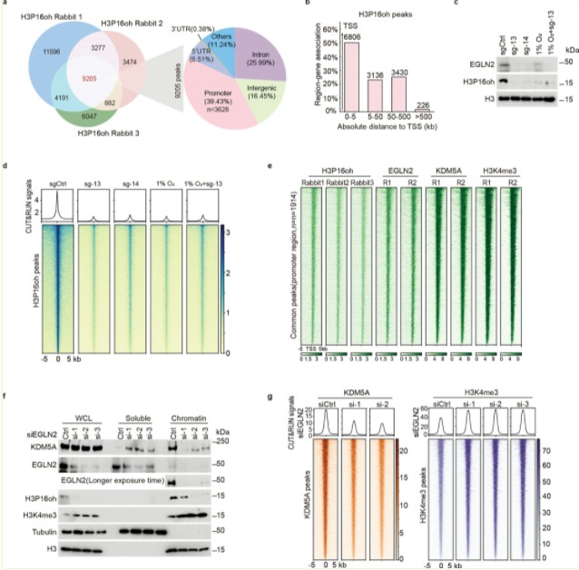 Advancements in Protein Methylation Research